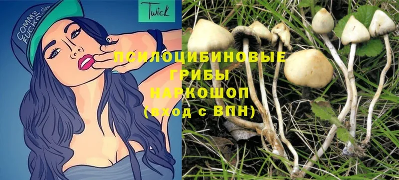 купить закладку  Арск  ОМГ ОМГ зеркало  Галлюциногенные грибы Magic Shrooms 